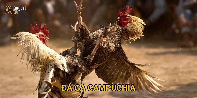 Đá gà Campuchia Kingbet86 có hấp dẫn như lời đồn?