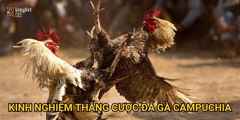 Kinh nghiệm thắng cược đá gà Campuchia