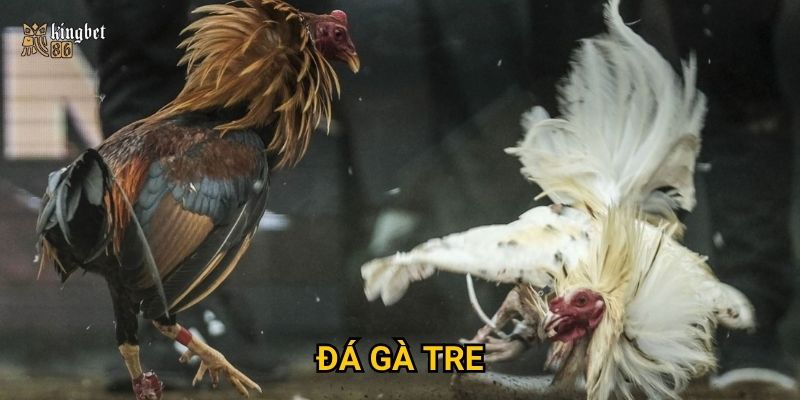 Đá gà tre Kingbet86 – Có gì thú vị hơn so với đá gà nòi?