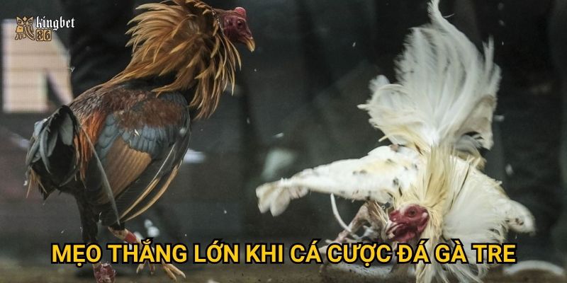 Mẹo thắng lớn khi cá cược đá gà tre
