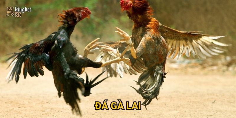 Đá gà lai Kingbet86 có thực sự mang lại tỷ lệ thắng cao?