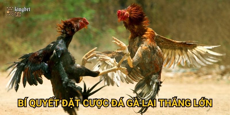 Bí quyết đặt cược đá gà lai thắng lớn