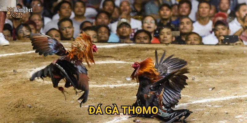 Đá gà Thomo Kingbet86 có gì đặc biệt thu hút dân chơi cá cược?